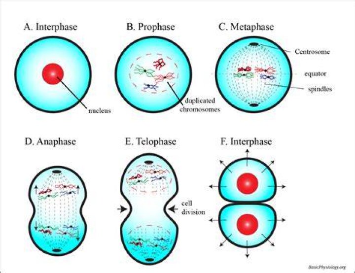 What occurs in telophase II?