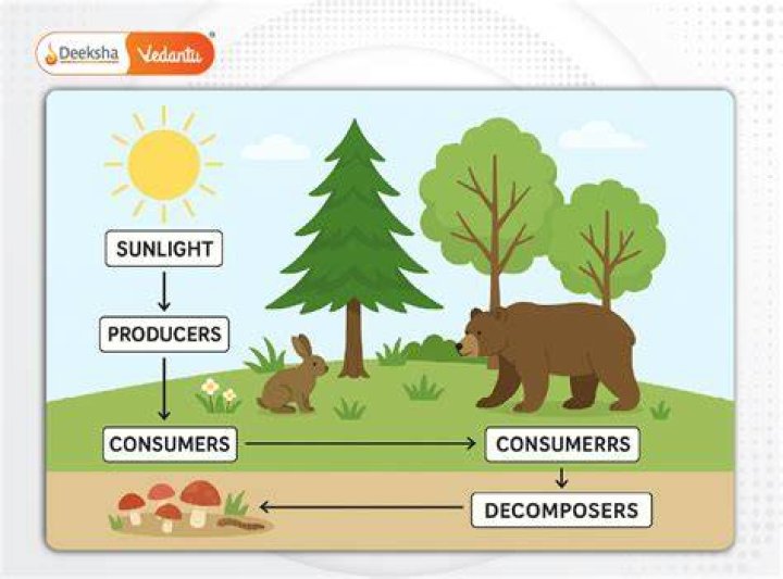 What recycles the dead stuff in an ecosystem?
