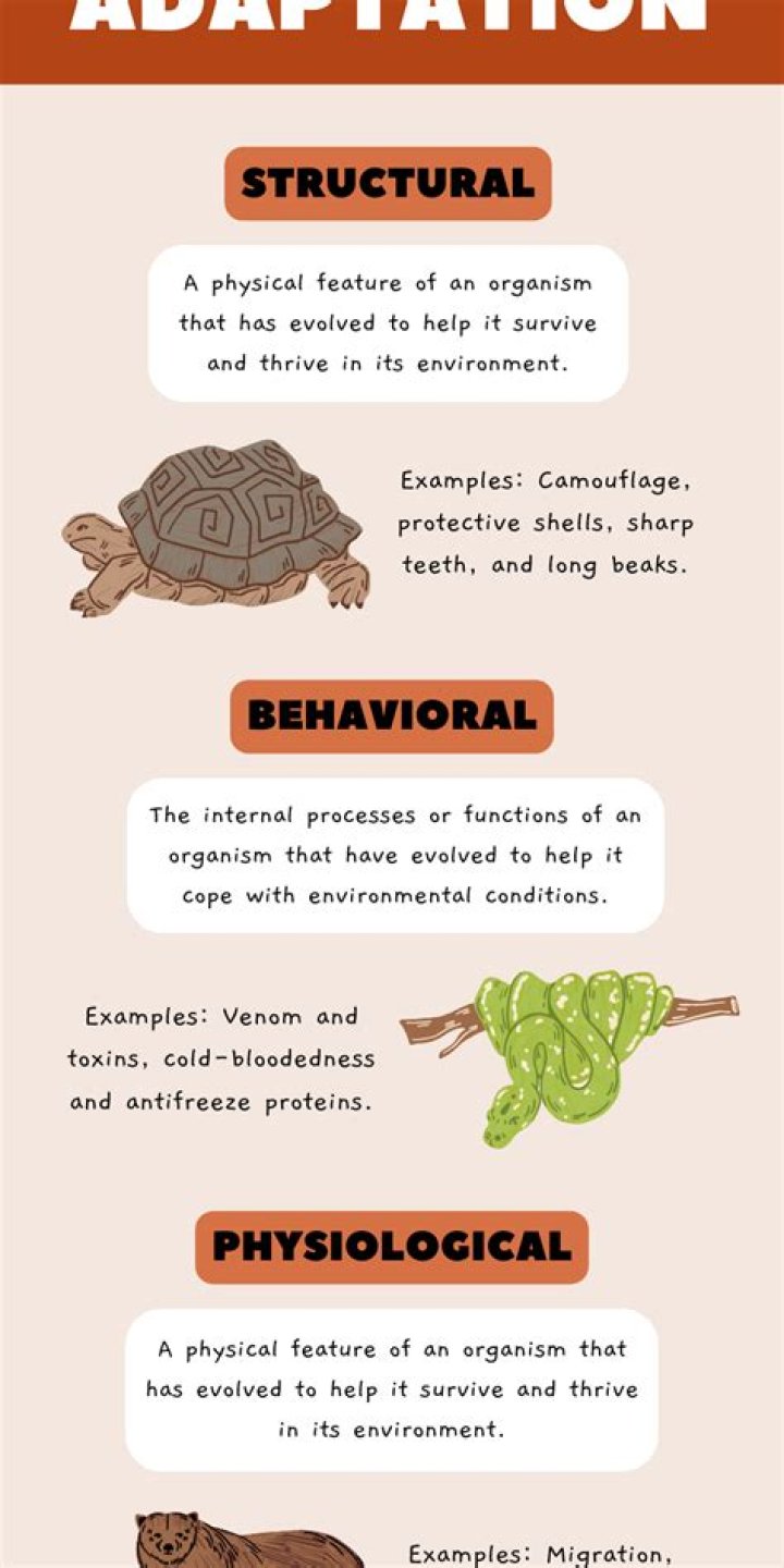 What role does adaptation play in evolution?