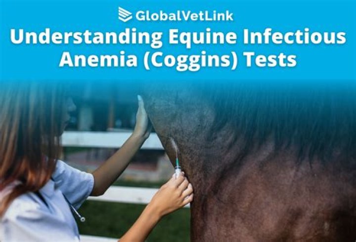 What to do if horse tests positive for Coggins?