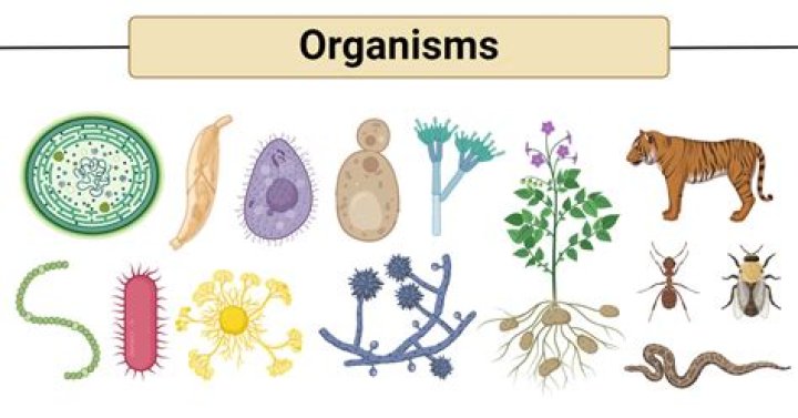 What two words make up an organisms scientific name?