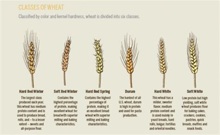 What was wheat used for in the colonies?