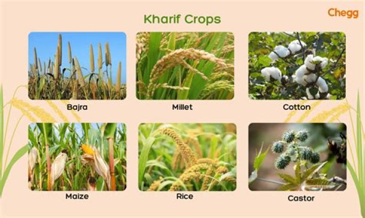 What were the 3 main cash crops of the South at the start of colonization?