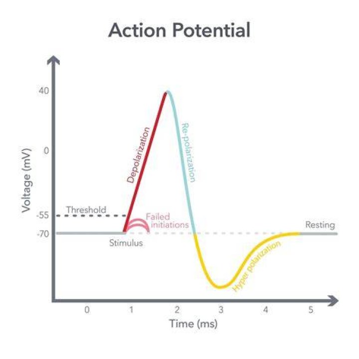 Which two ions are essential for action potential?