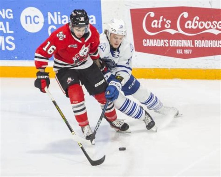 Who owns the Niagara icedogs?